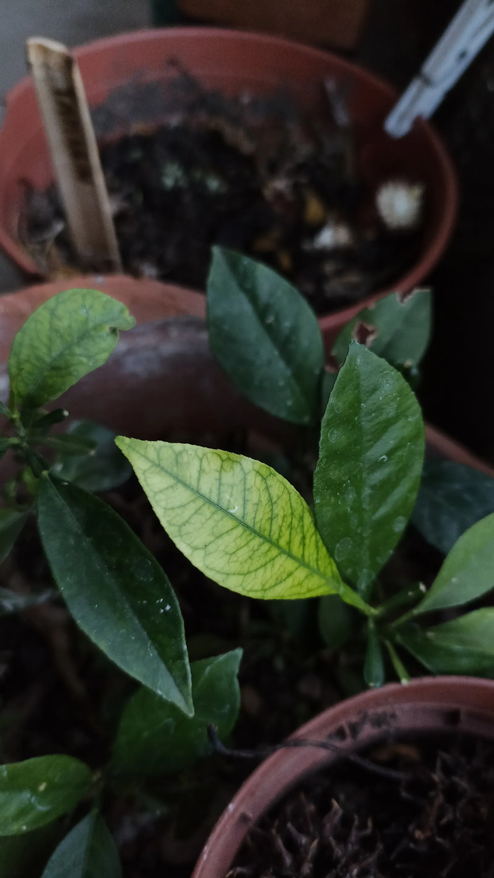 Bitter Orange (Citrus Aurantium) — Bitter Orange - Citrus aurantium<br><br>The Citrus aurantium; while not favored for fresh consumption, image 61