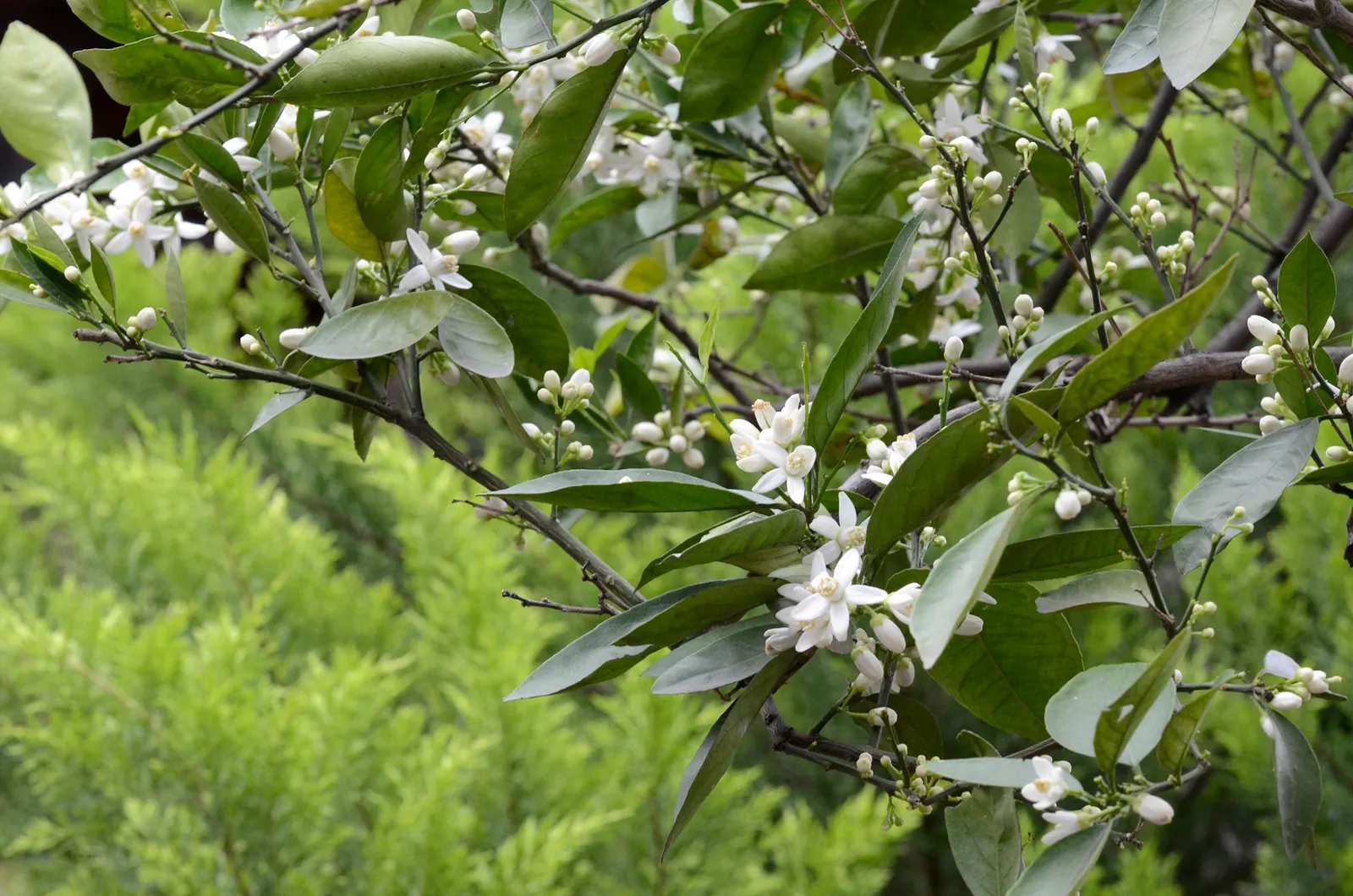 Bitter Orange (Citrus Aurantium) — the Bitter Orange tree becomes a spectacular display as it blooms with fragrant; the Bitter Orange is a resilient choice for
