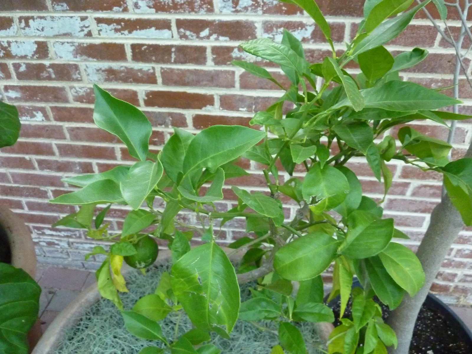 Bitter Orange (Citrus Aurantium) — the Bitter Orange tree can tolerate periods of drought once established; featuring highly fragrant white blossoms and glossy