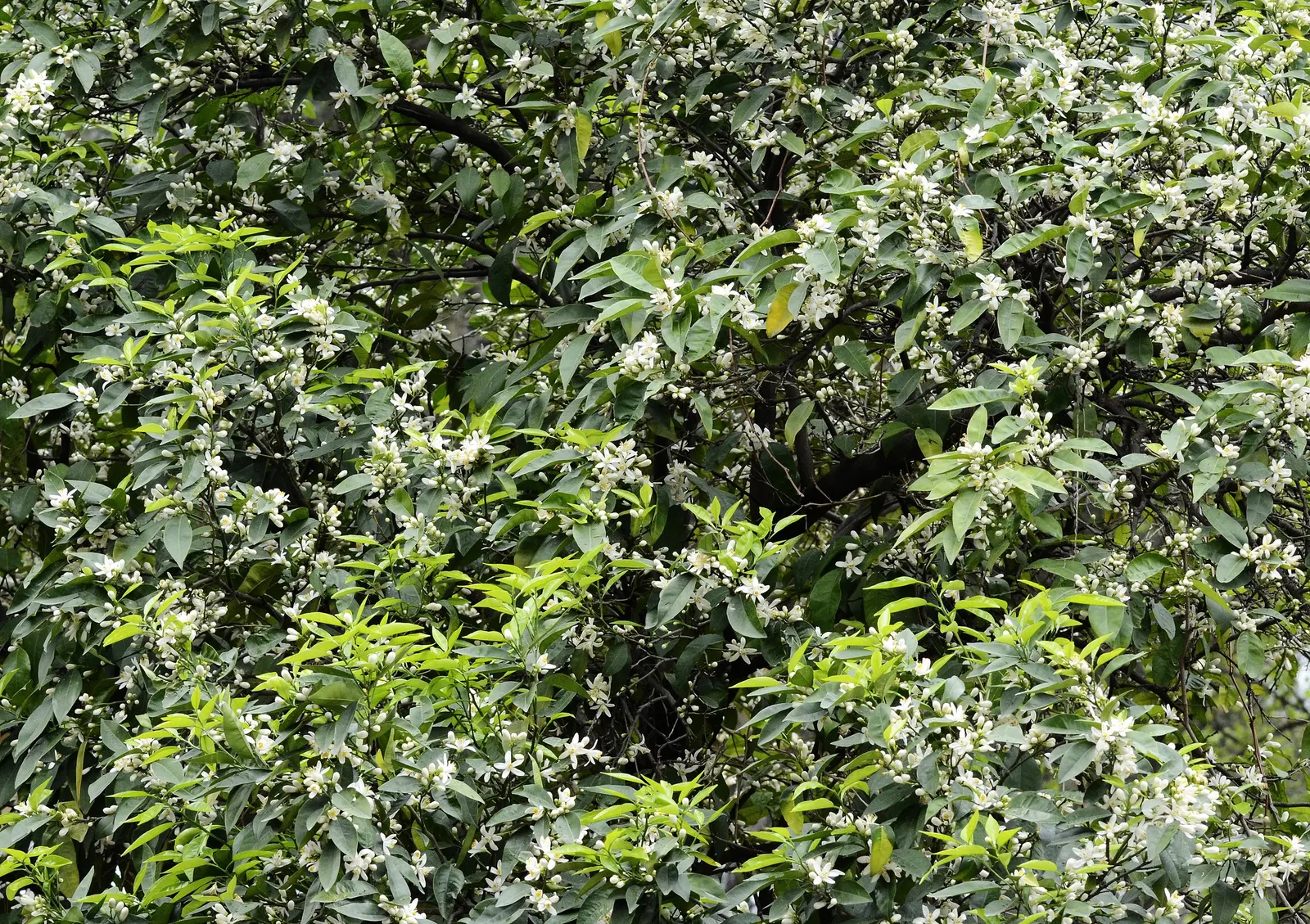 Bitter Orange (Citrus Aurantium) — It produces round, 2-3 inch diameter sour oranges valued for marmalades