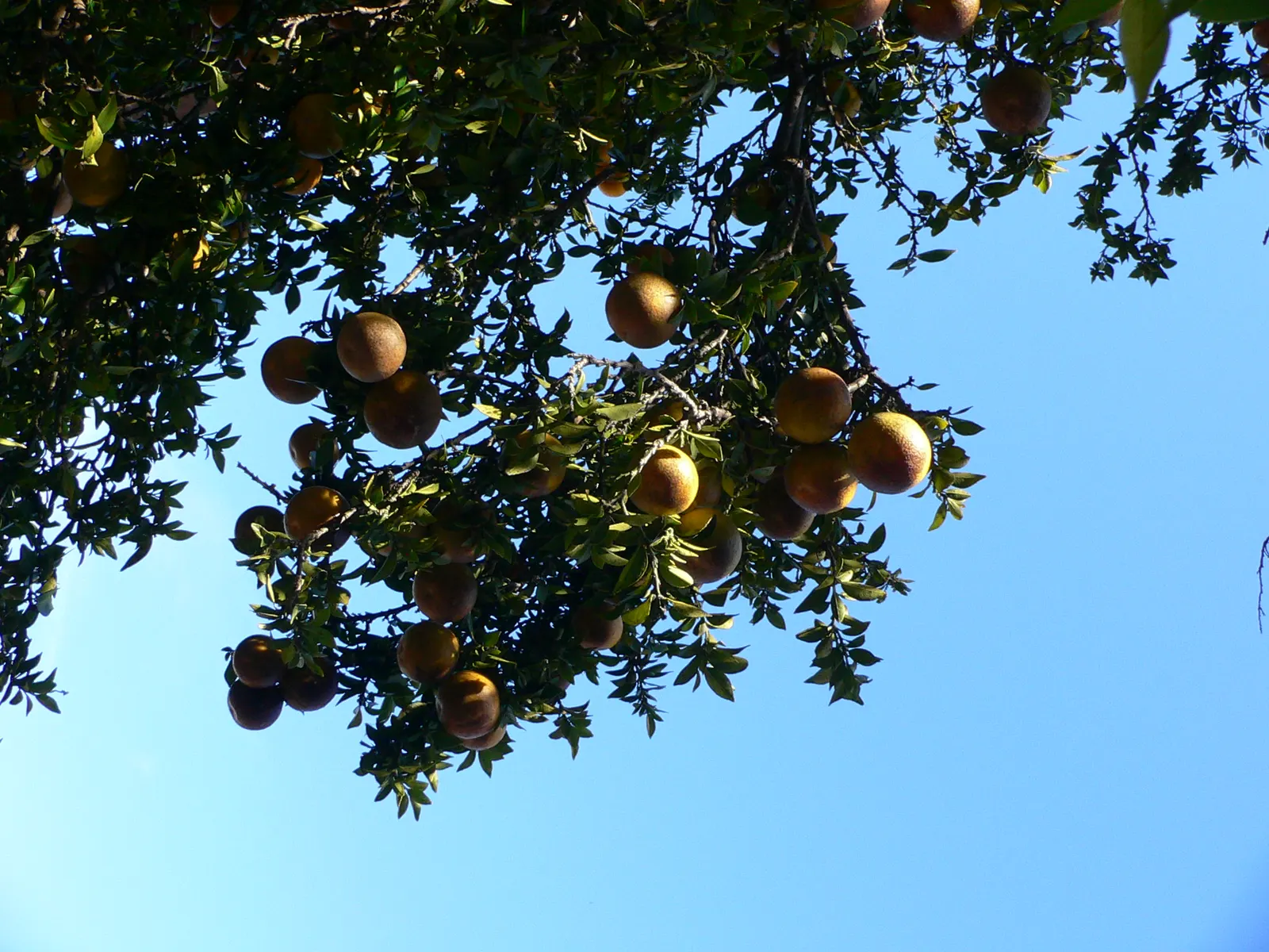 Bitter Orange (Citrus Aurantium) — commonly known as the Bitter Orange or Seville Orange; tree with white blooms