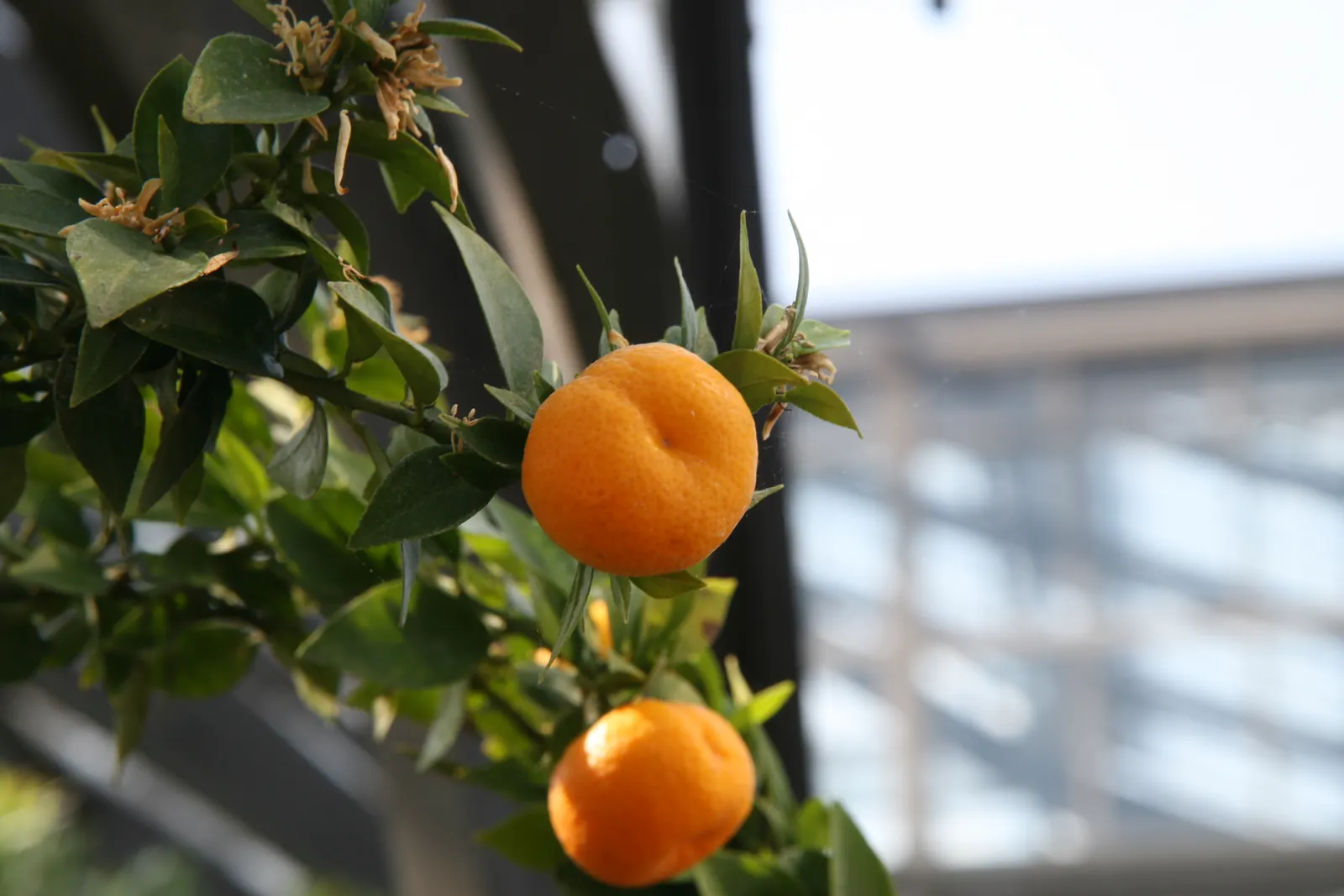 Bitter Orange (Citrus Aurantium) — Bitter Orange (Citrus aurantium), also known as Seville Orange, is a versatile evergreen tree; it produces round, 2-3 inch