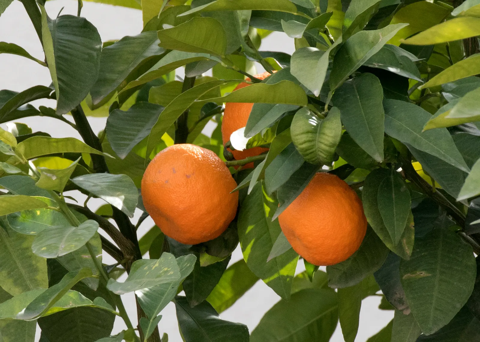 Bitter Orange (Citrus Aurantium) — Suited for Zones 9-11, it thrives in full sun and well-draining soil, image 59