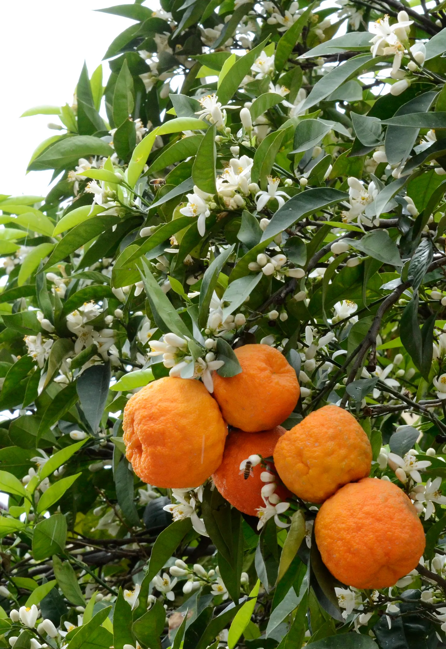 Bitter Orange (Citrus Aurantium) — is a versatile yet underappreciated citrus tree that can lend a Mediterranean flair to any landscape design; use, image 63