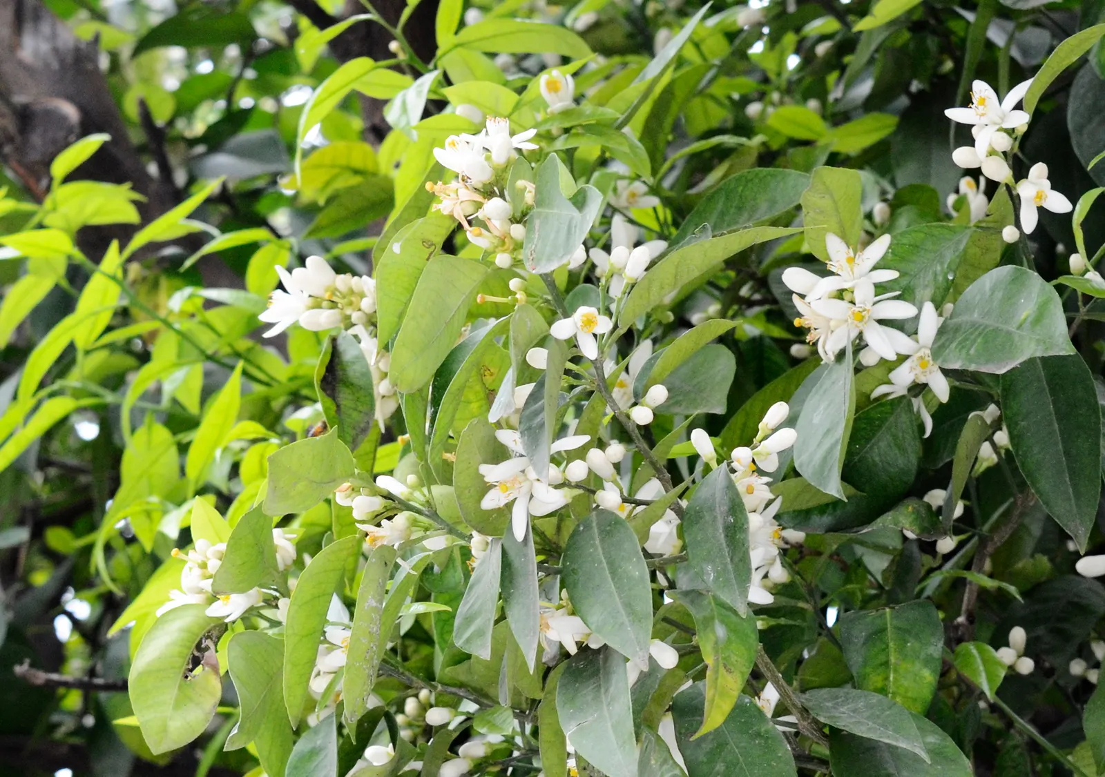 Bitter Orange (Citrus Aurantium) — commonly known as the Bitter Orange or Seville Orange