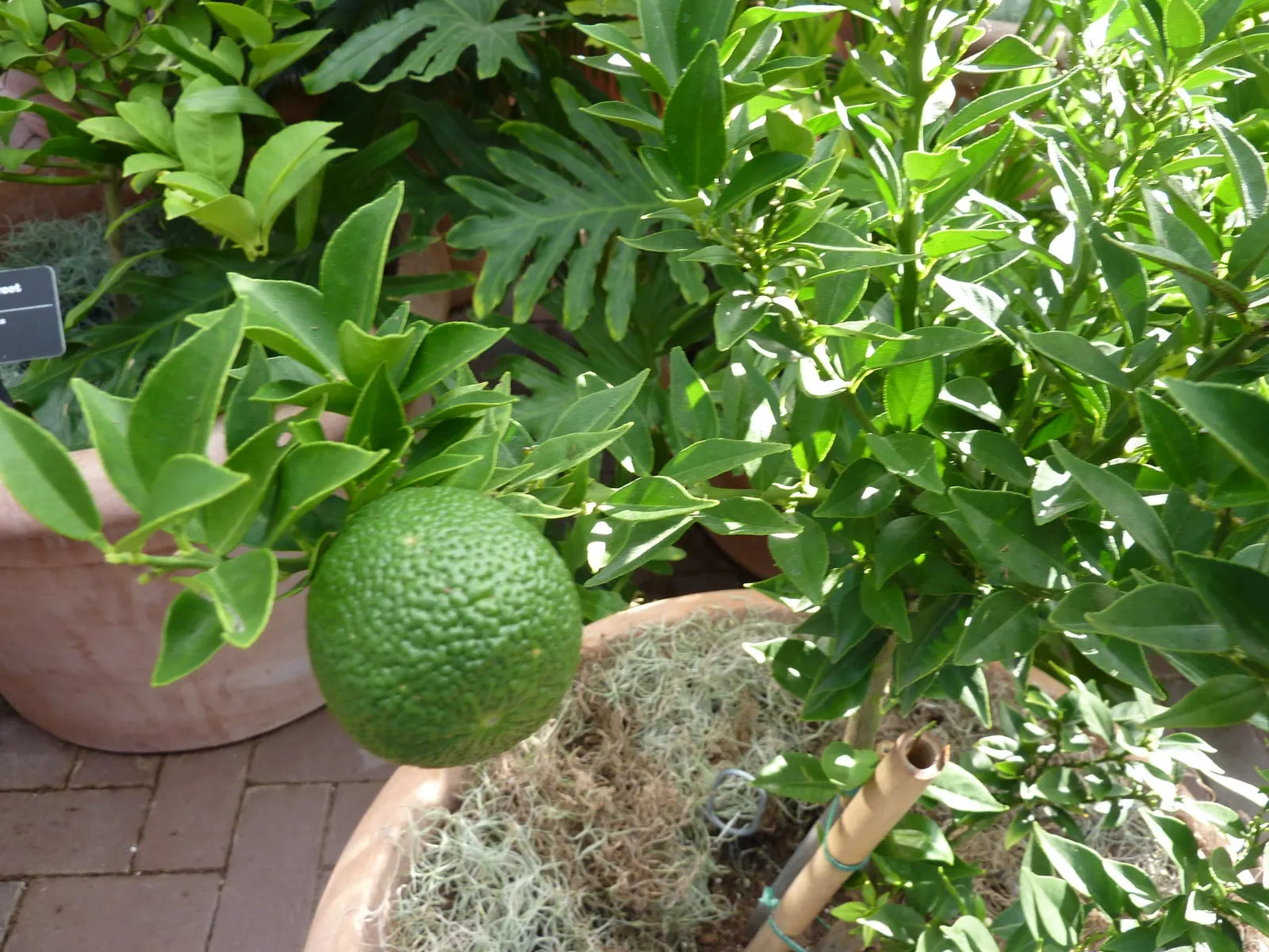 Bitter Orange (Citrus Aurantium) — which are oval-shaped with pointed tips