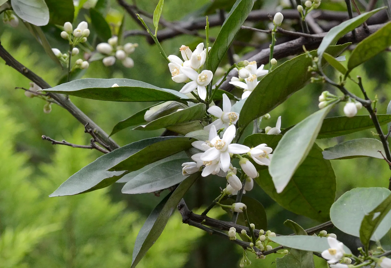 Bitter Orange (Citrus Aurantium) — making it an excellent choice for shading or accentuating focal points within the garden; the fruit is highly prized for