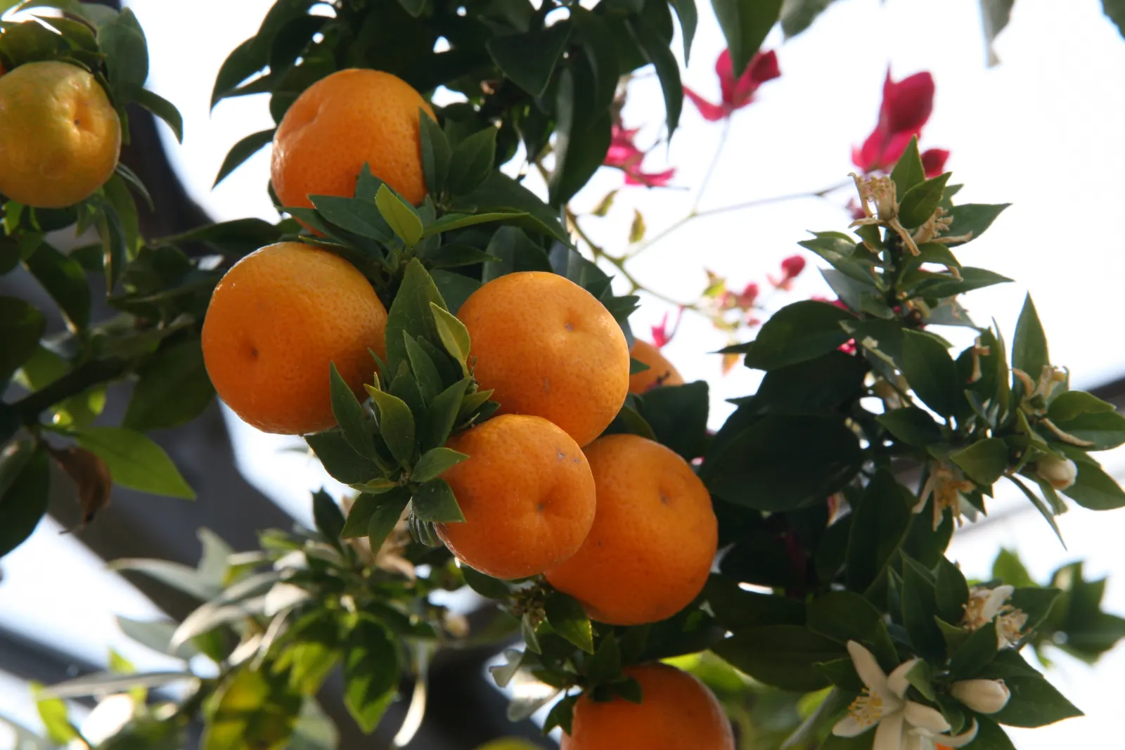 Bitter Orange (Citrus Aurantium) — Bitter Orange (Citrus aurantium), also known as Seville Orange, is a versatile evergreen tree