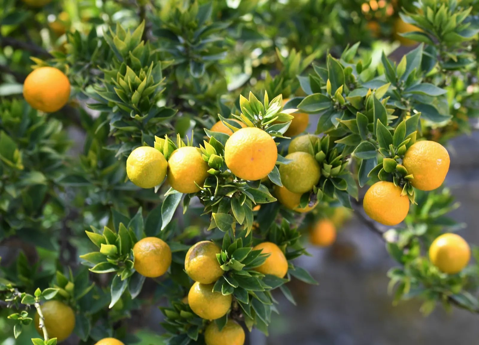 Bitter Orange (Citrus Aurantium) — featuring highly fragrant white blossoms and glossy; thick rind that holds a bounty of highly acidic