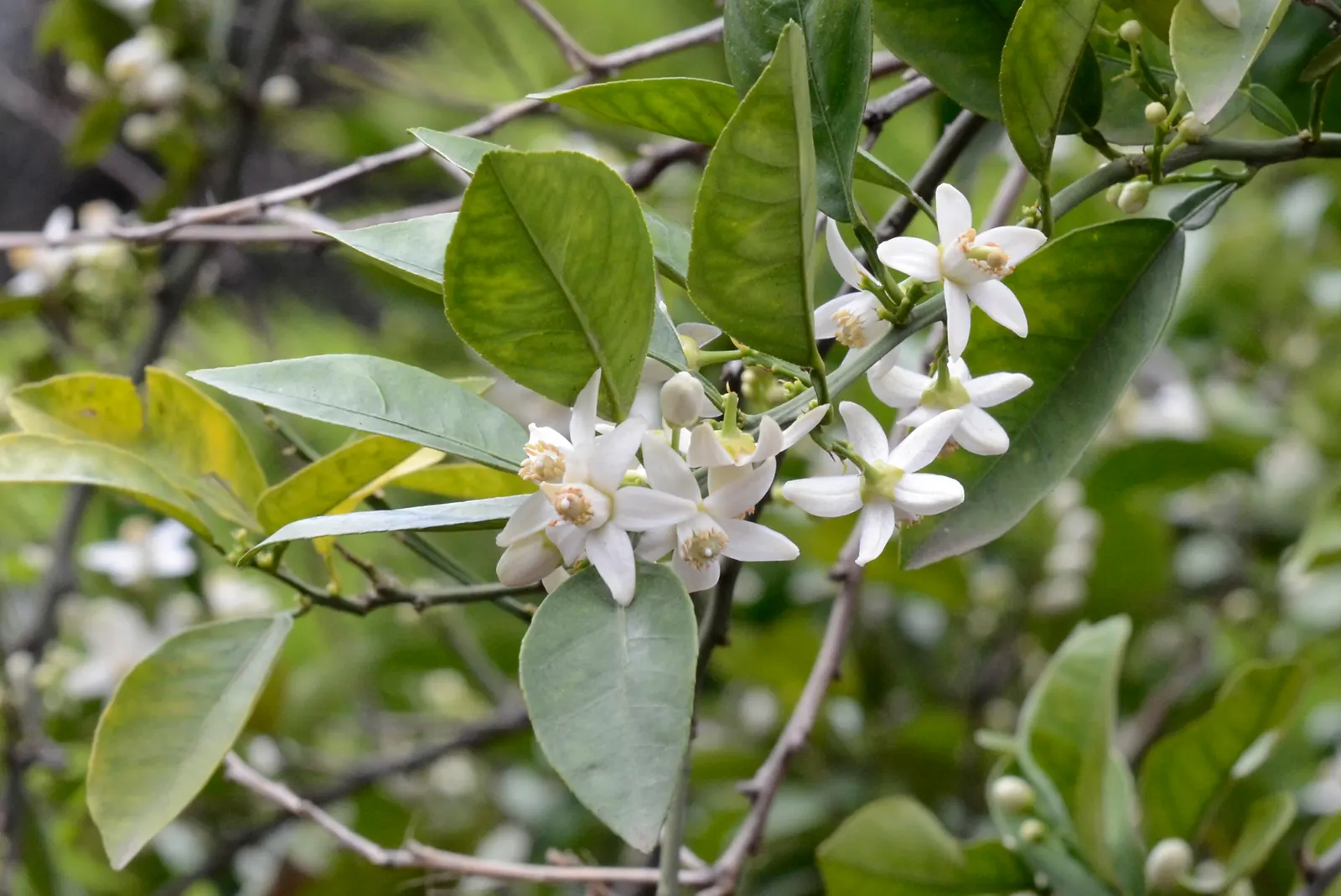 Bitter Orange (Citrus Aurantium) — tree for full