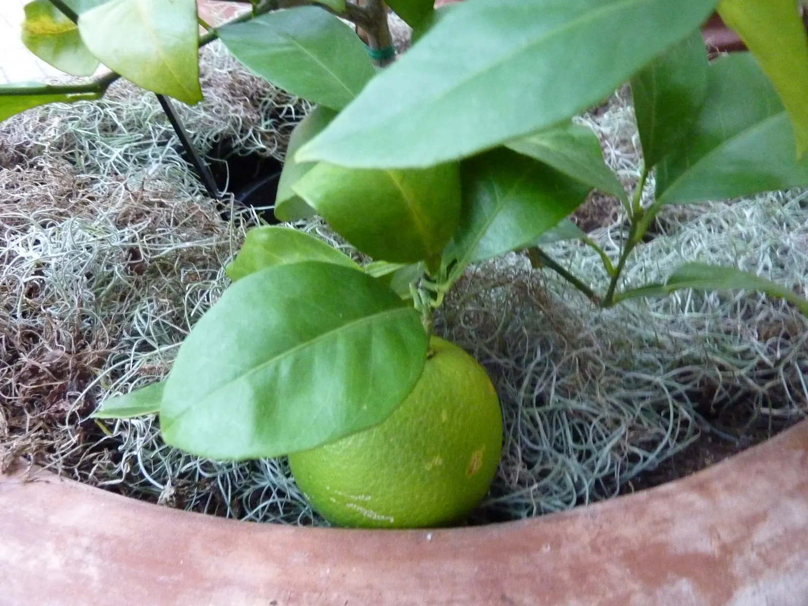Bitter Orange (Citrus Aurantium) — making it an excellent choice for shading or accentuating focal points within the garden; the fruit is highly, image 65