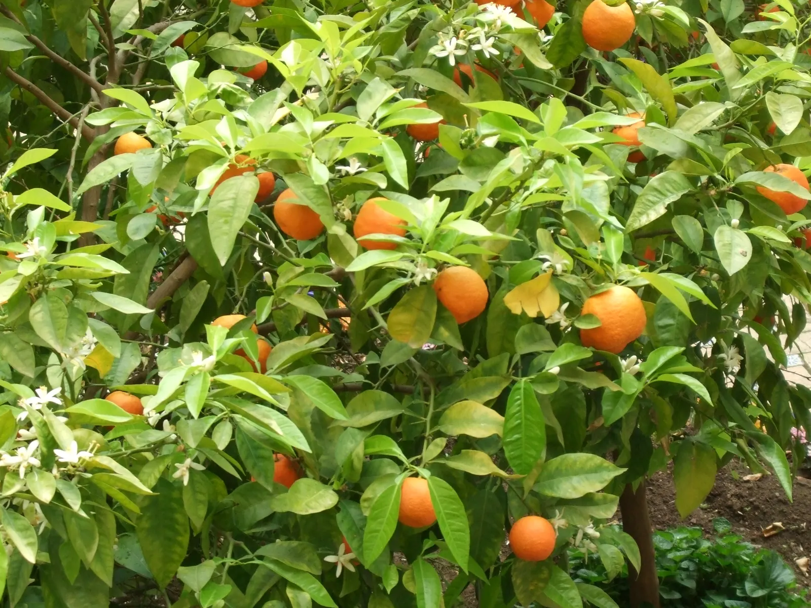 Bitter Orange (Citrus Aurantium) — Suited for Zones 9-11, it thrives in full sun and well-draining soil