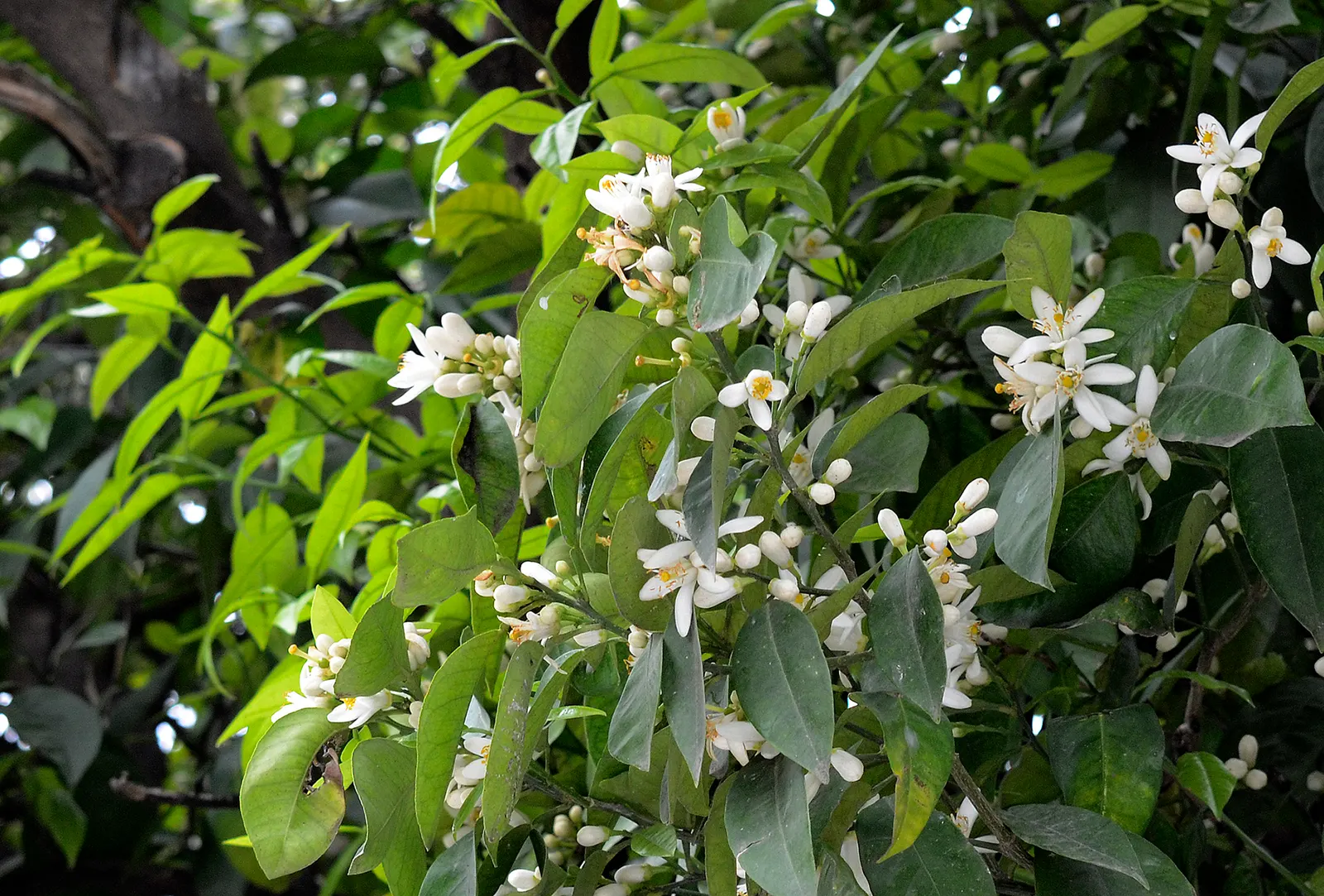 Bitter Orange (Citrus Aurantium) — each about 1 to 1.5 inches in diameter; bitter Orange (Citrus aurantium), also known as Seville Orange, is a versatile