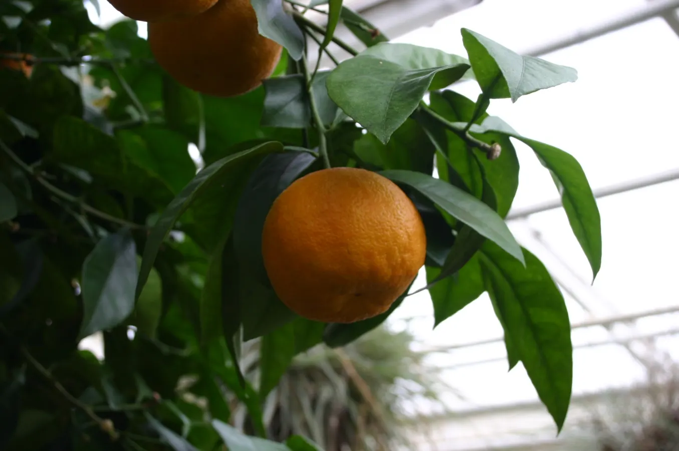 Bitter Orange (Citrus Aurantium) — Use as an ornamental, hedge, or for its fruit; its dense foliage consists of glossy