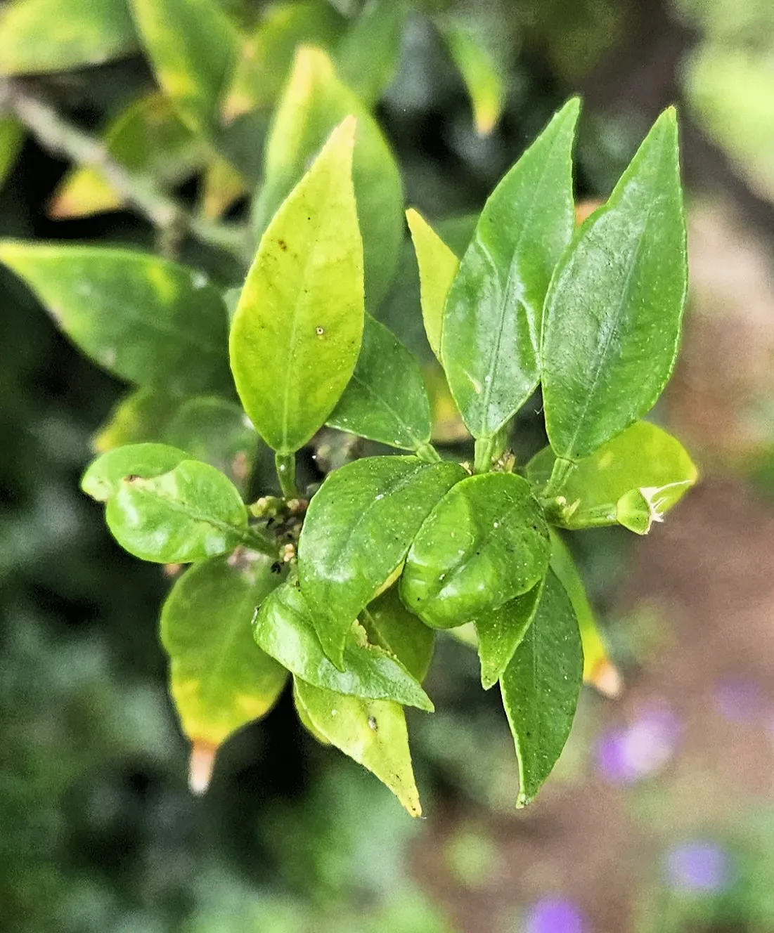 Bitter Orange (Citrus Aurantium) — It requires full sun exposure and well-drained soil to thrive