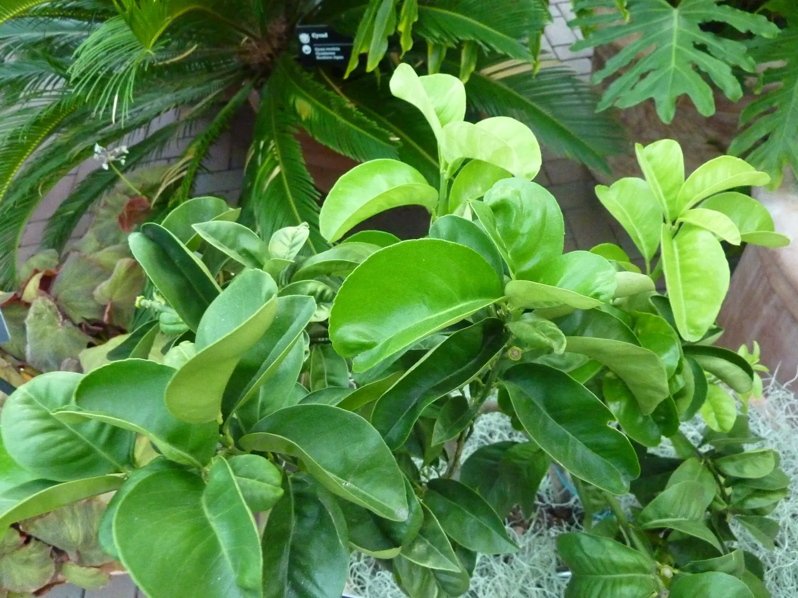 Bitter Orange (Citrus Aurantium) — Providing moderate water will promote healthy growth; however, image 50