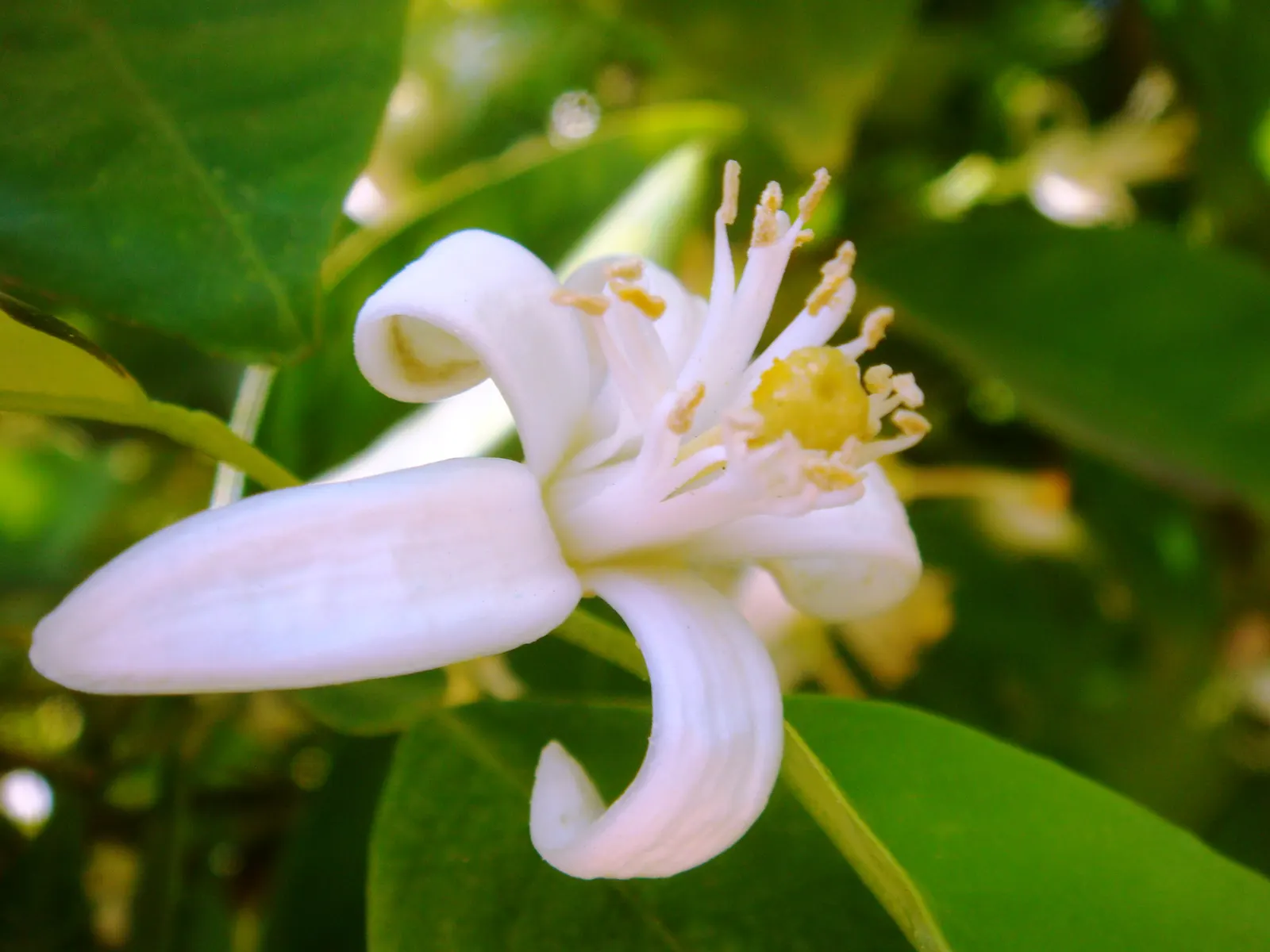 Bitter Orange (Citrus Aurantium) — is a versatile yet underappreciated citrus tree that can lend a Mediterranean flair to any landscape design; use as an