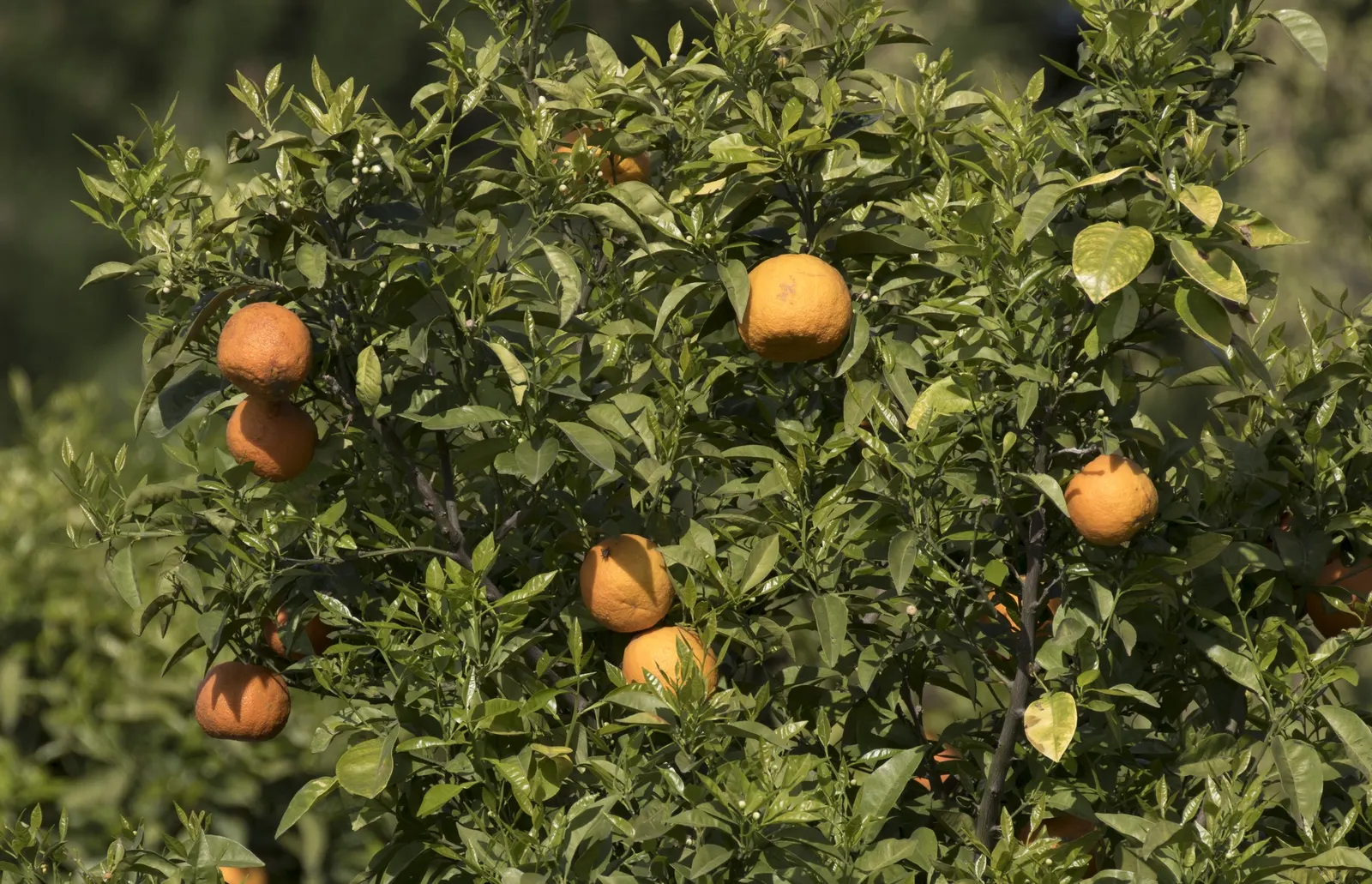 Bitter Orange (Citrus Aurantium) — the fruit is highly prized for making marmalade and can add a visually appealing