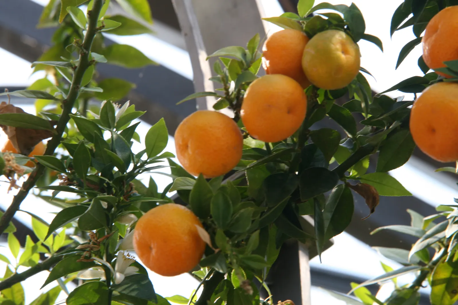 Bitter Orange (Citrus Aurantium) — is a versatile yet underappreciated citrus tree that can lend a Mediterranean flair to any landscape design