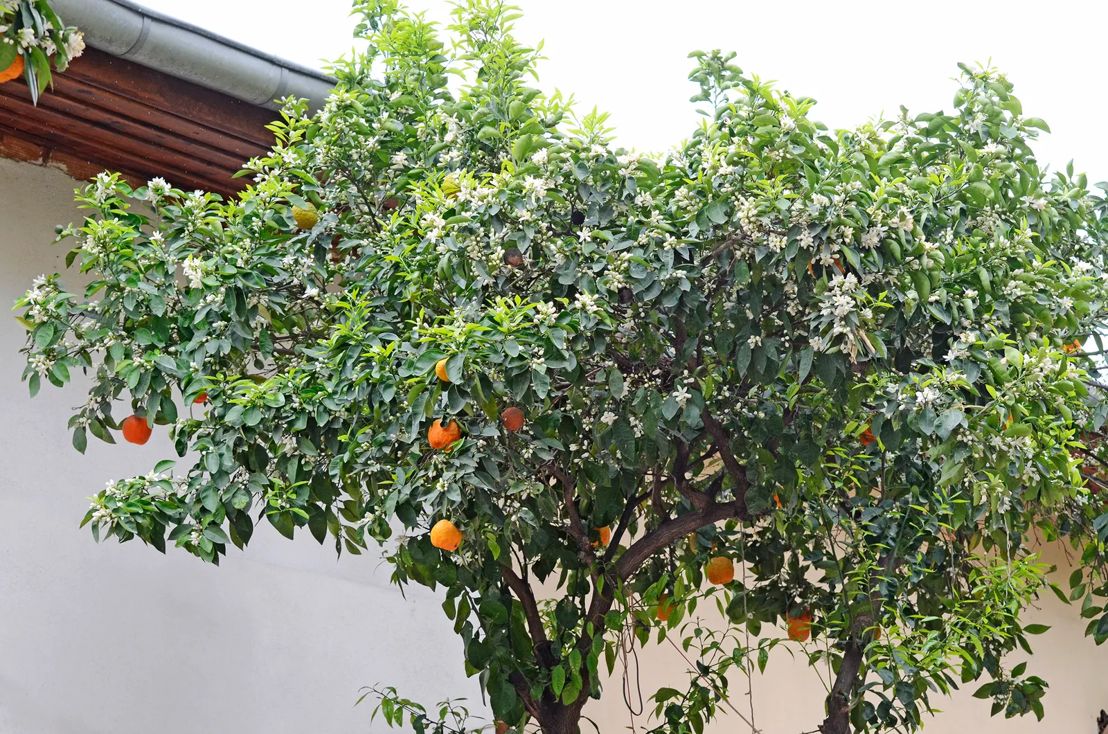 Bitter Orange (Citrus Aurantium) — making it an excellent choice for shading or accentuating focal points within the garden