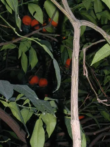 Bitter Orange (Citrus Aurantium) — This evergreen tree typically reaches a height of 8 to 15 feet