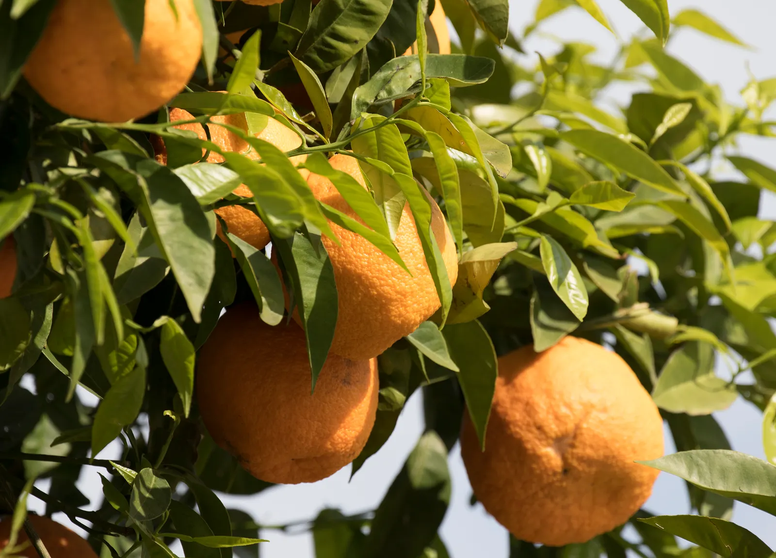 Bitter Orange (Citrus Aurantium) — This evergreen tree typically reaches a height of 8 to 15 feet; which are oval-shaped with pointed tips