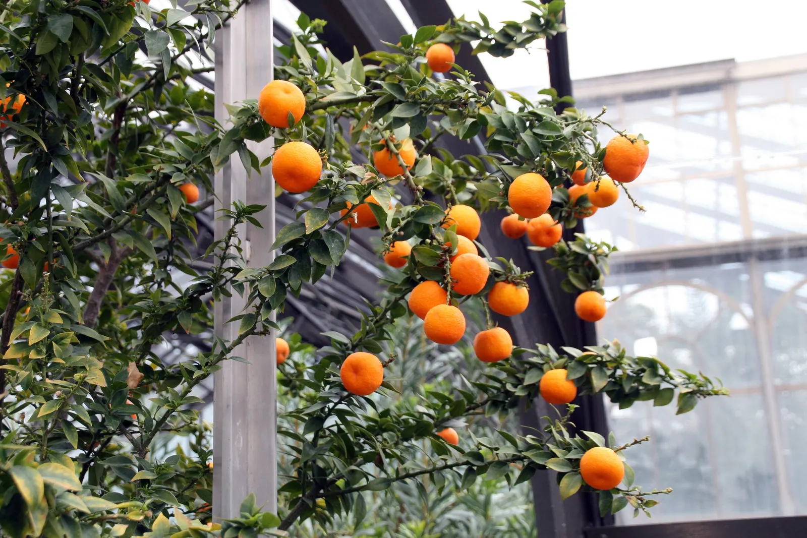 Bitter Orange (Citrus Aurantium) — Bitter Orange (Citrus aurantium), also known as Seville Orange, is a versatile evergreen tree; it produces, image 55