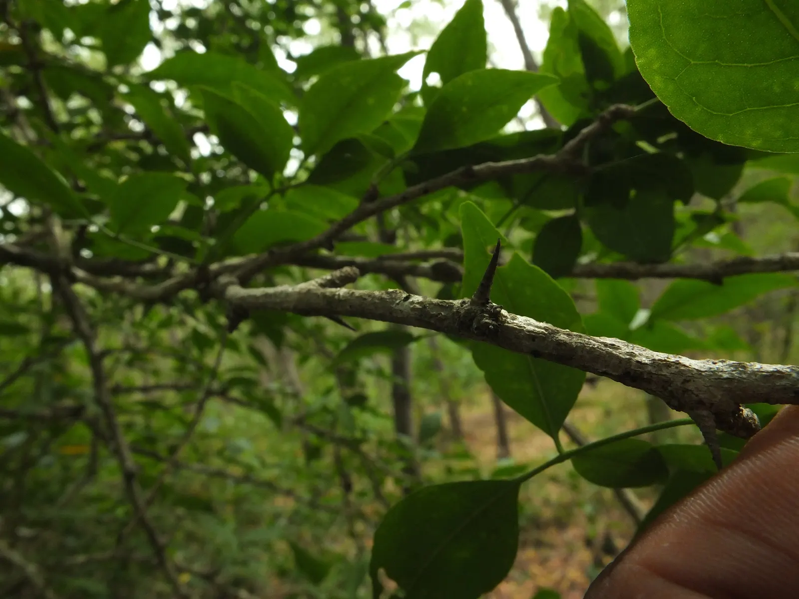 Bitter Orange (Citrus Aurantium) — thick rind that holds a bounty of highly acidic; the Bitter Orange tree becomes a spectacular display as it blooms with
