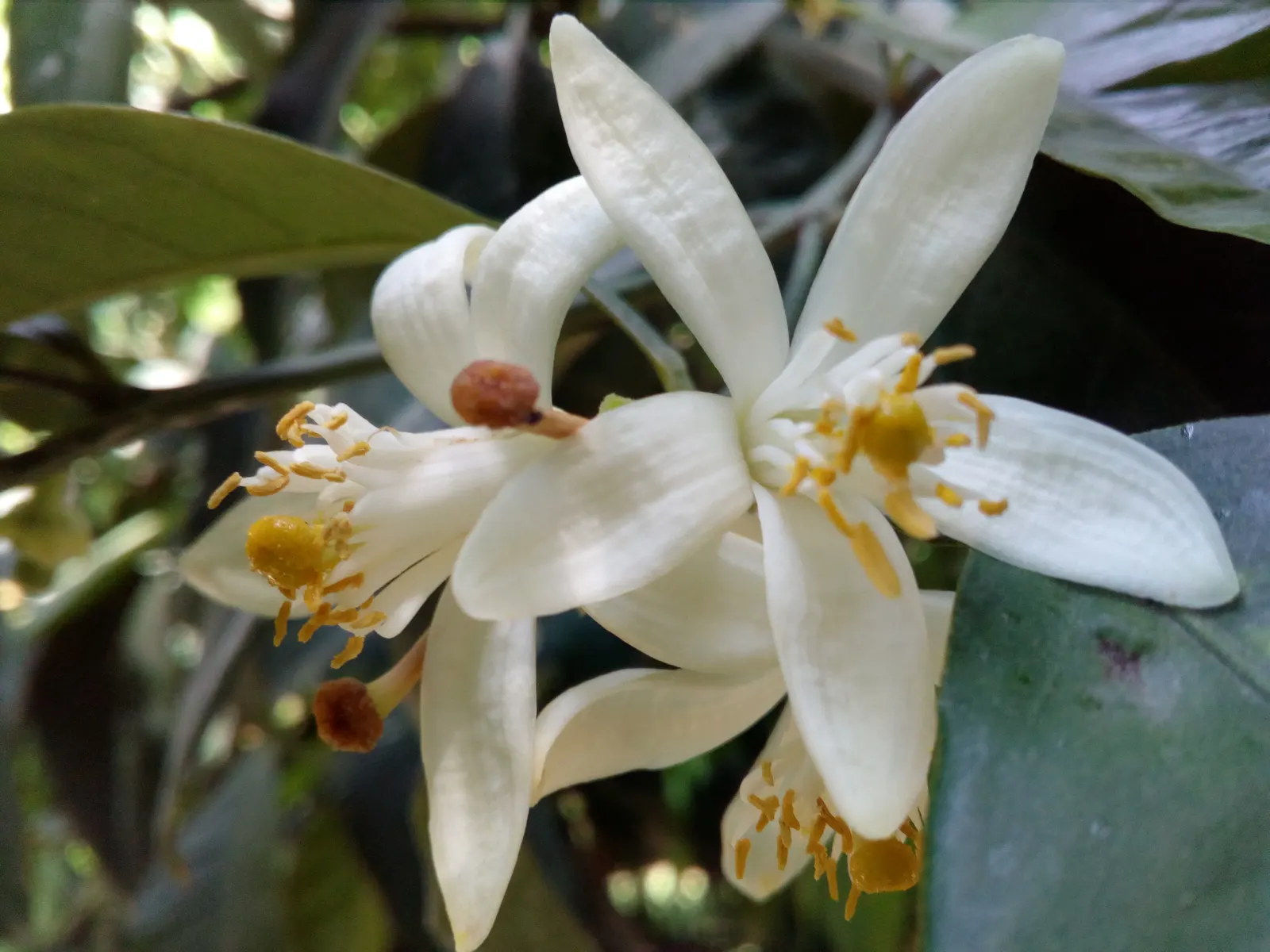 Bitter Orange (Citrus Aurantium) — Bitter Orange - Citrus aurantium<br><br>The Citrus aurantium