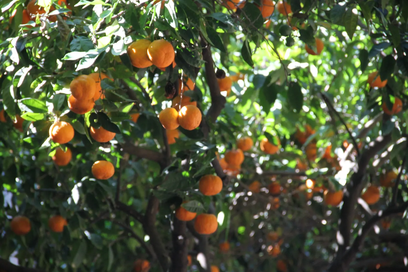 Bitter Orange (Citrus Aurantium) — the Bitter Orange tree can tolerate periods of drought once established