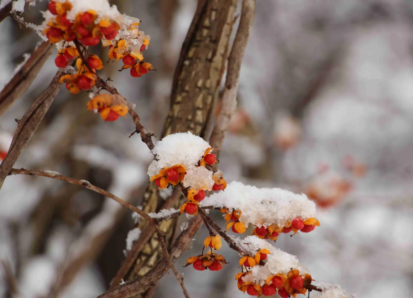Bitter Orange (Citrus Aurantium) — tree with white blooms; these blossoms not only add a touch of elegance but also attract a host of pollinators