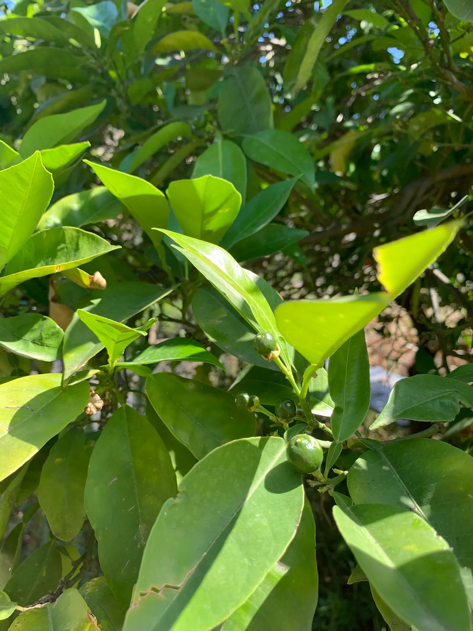 Bitter Orange (Citrus Aurantium) — featuring highly fragrant white blossoms and glossy