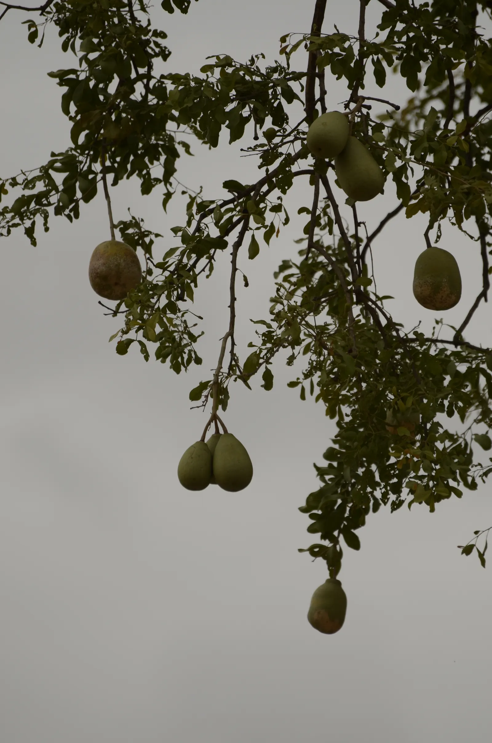 Bitter Orange (Citrus Aurantium) — It requires full sun exposure and well-drained soil to thrive; each about 1 to 1.5 inches in diameter