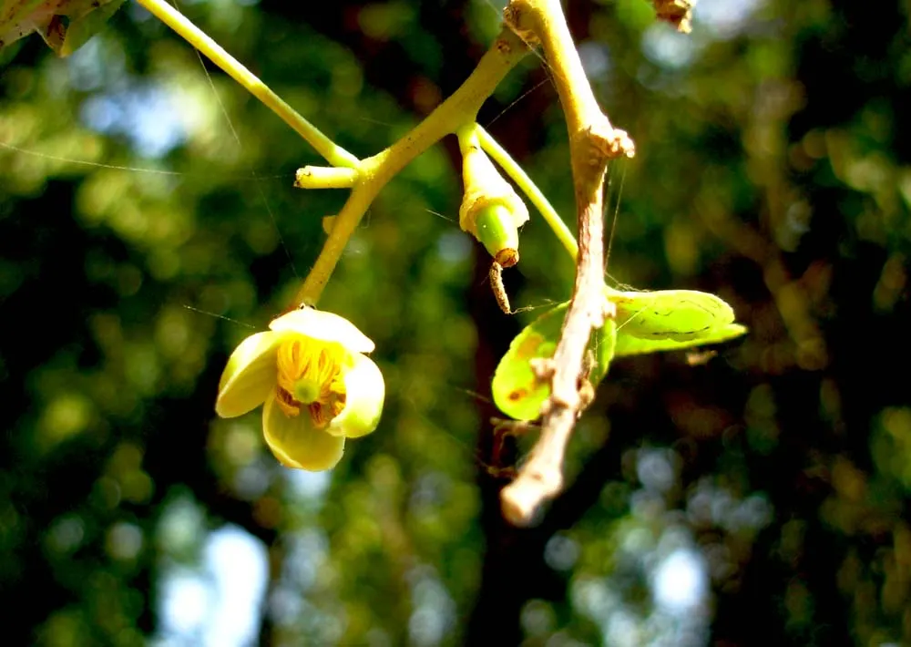 Bitter Orange (Citrus Aurantium) — Use as an ornamental, hedge, or for its fruit; its dense foliage consists of glossy, image 60