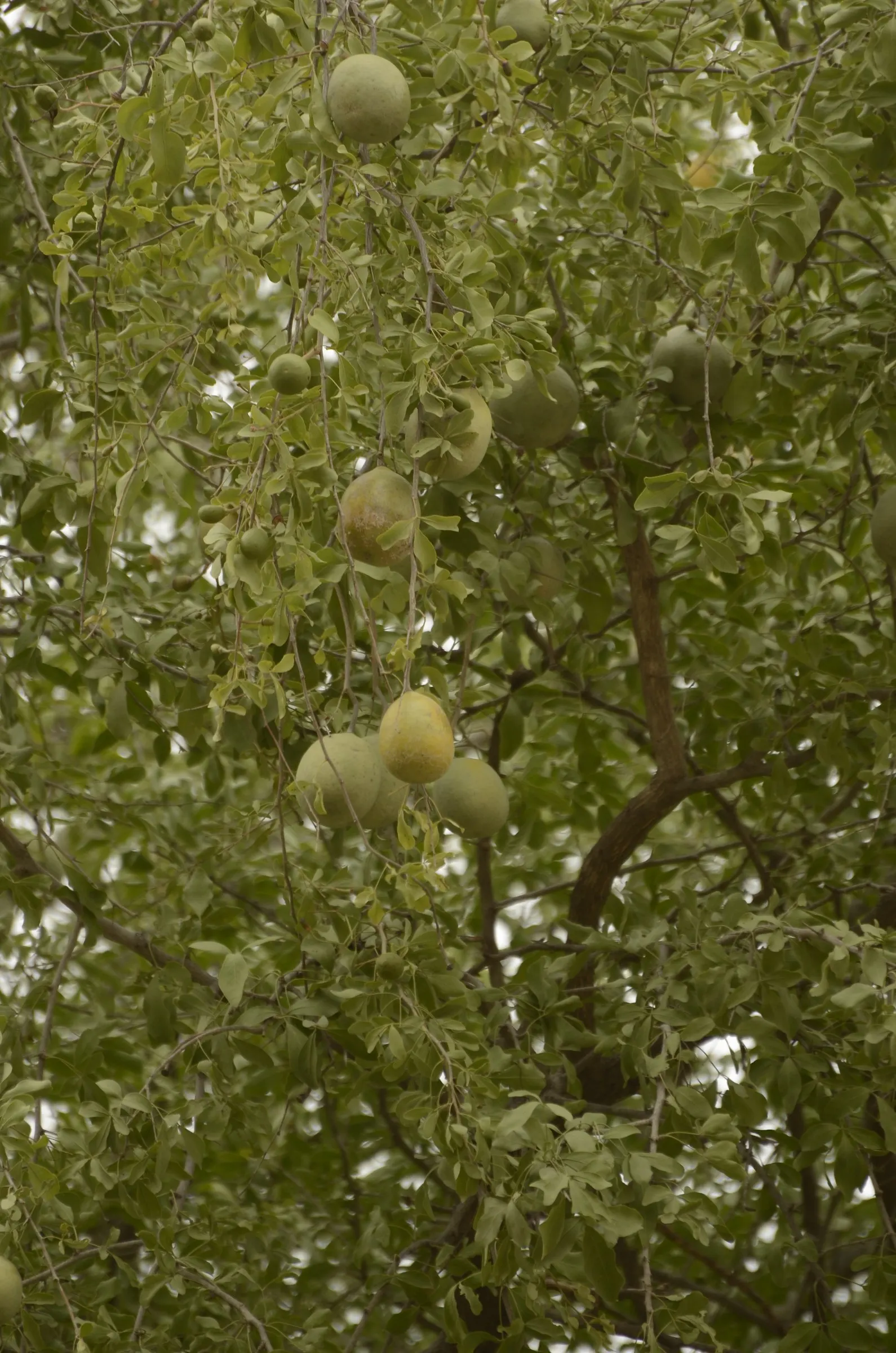 Bitter Orange (Citrus Aurantium) — Providing moderate water will promote healthy growth; however