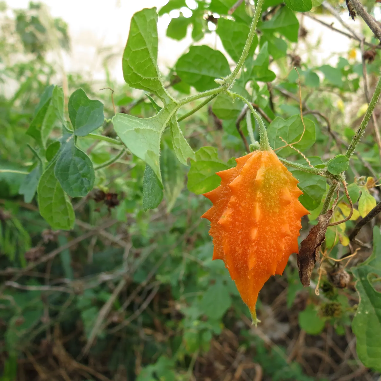 Bitter Orange (Citrus Aurantium) — the Bitter Orange is a resilient choice for a variety of landscapes; is a versatile yet underappreciated citrus tree that