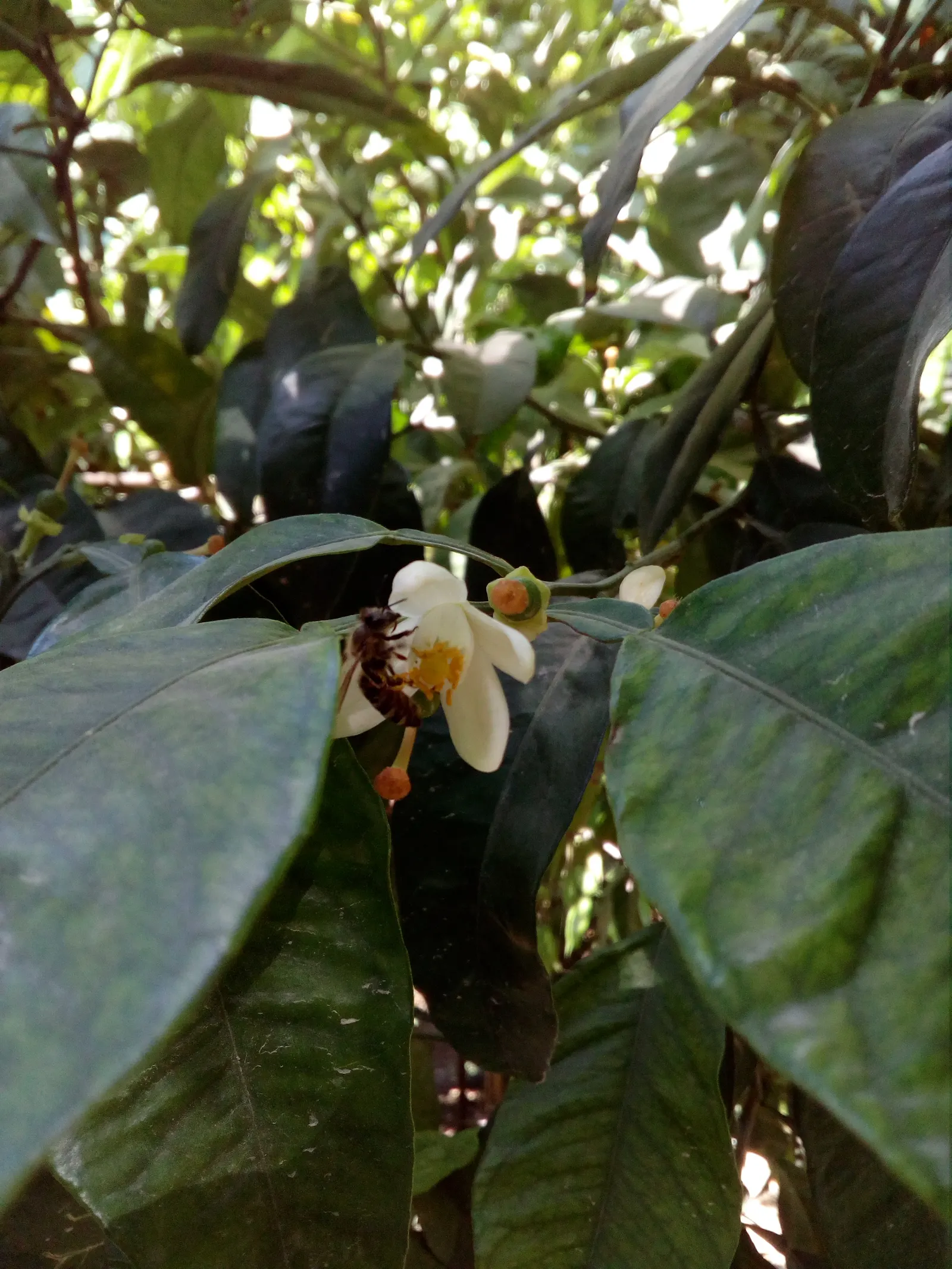 Bitter Orange (Citrus Aurantium) — the Bitter Orange tree becomes a spectacular display as it blooms with fragrant