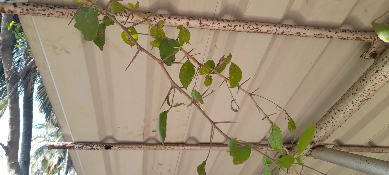 Bitter Orange (Citrus Aurantium) — It grows 8-15 feet tall with a similar spread; making it an excellent choice for shading or accentuating focal, image 56