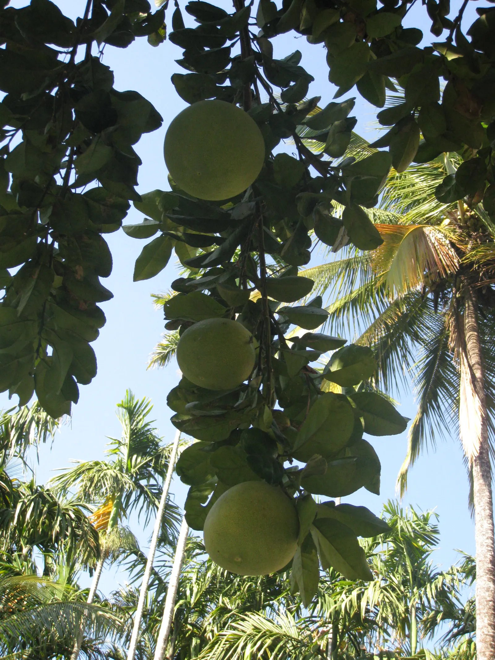 Bitter Orange (Citrus Aurantium) — This evergreen tree typically reaches a height of 8 to 15 feet; which are oval-shaped with pointed tips, image 64