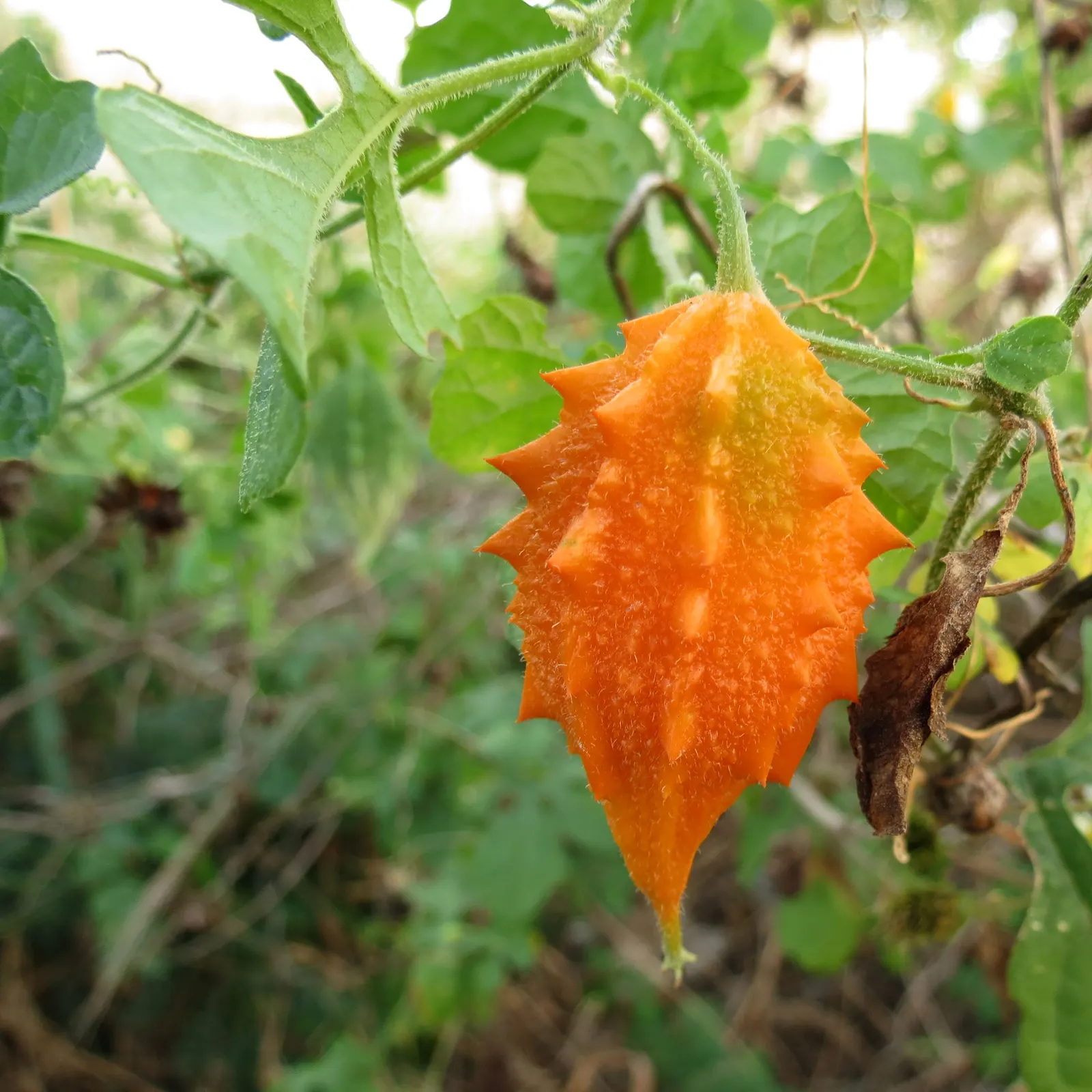 Bitter Orange (Citrus Aurantium) — While not favored for fresh consumption; it requires full sun exposure and well-drained soil to thrive