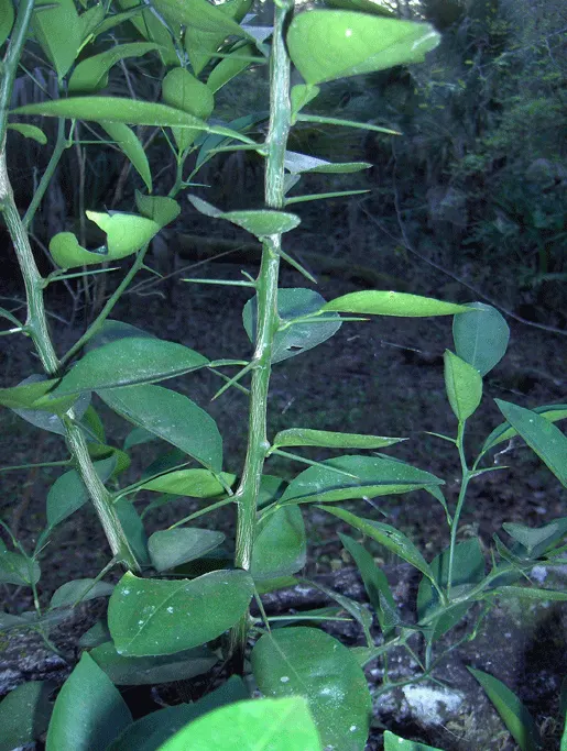 Bitter Orange (Citrus Aurantium) — the Bitter Orange is a resilient choice for a variety of landscapes
