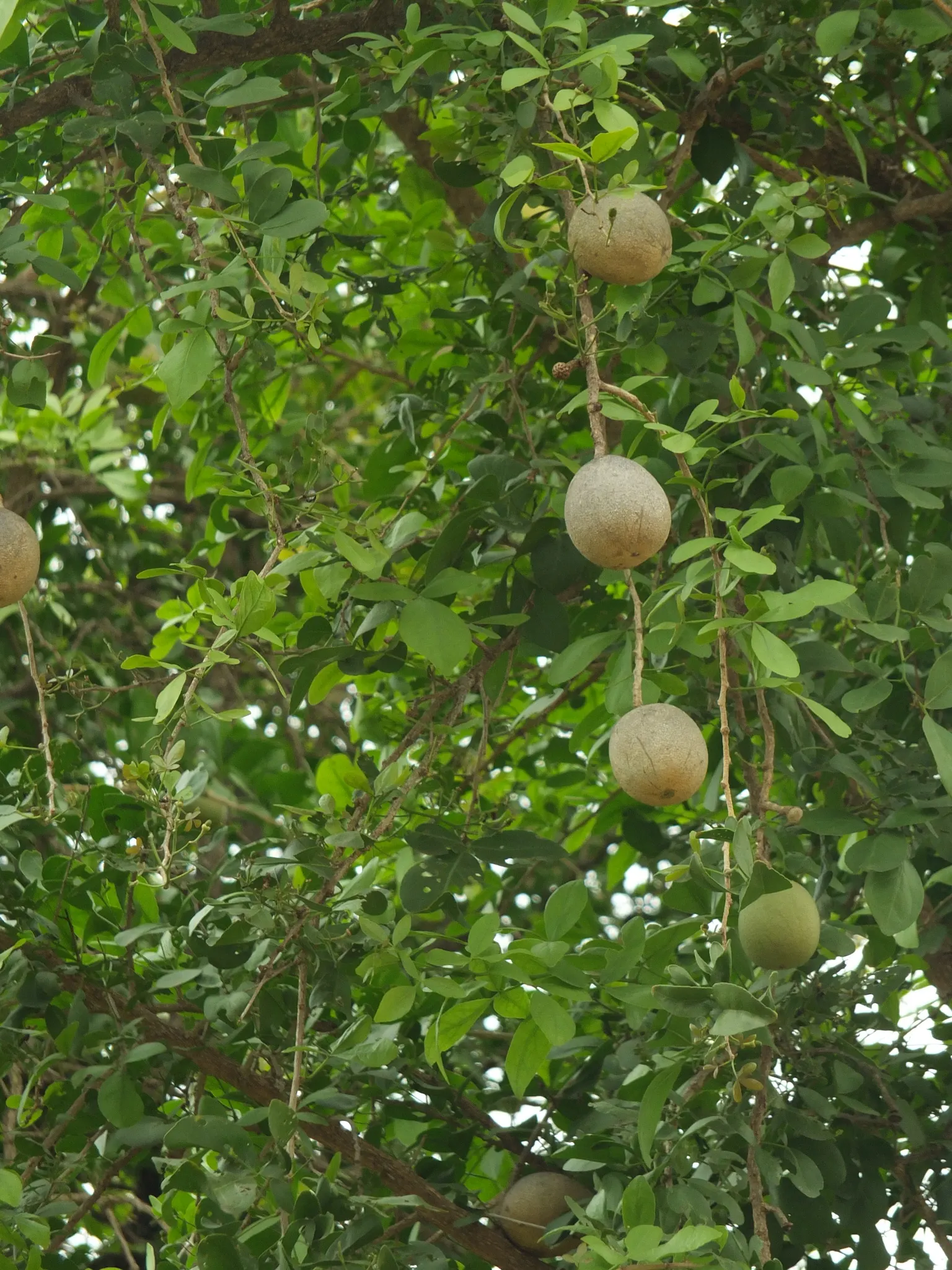 Bitter Orange (Citrus Aurantium) — and range from 2 to 4 inches long.<br><br>In spring
