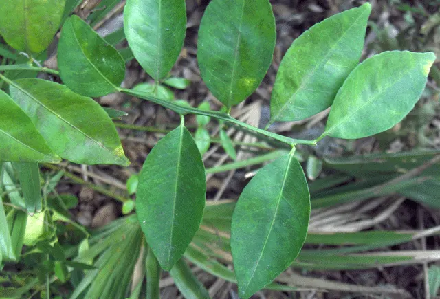 Bitter Orange (Citrus Aurantium) — Its dense foliage consists of glossy