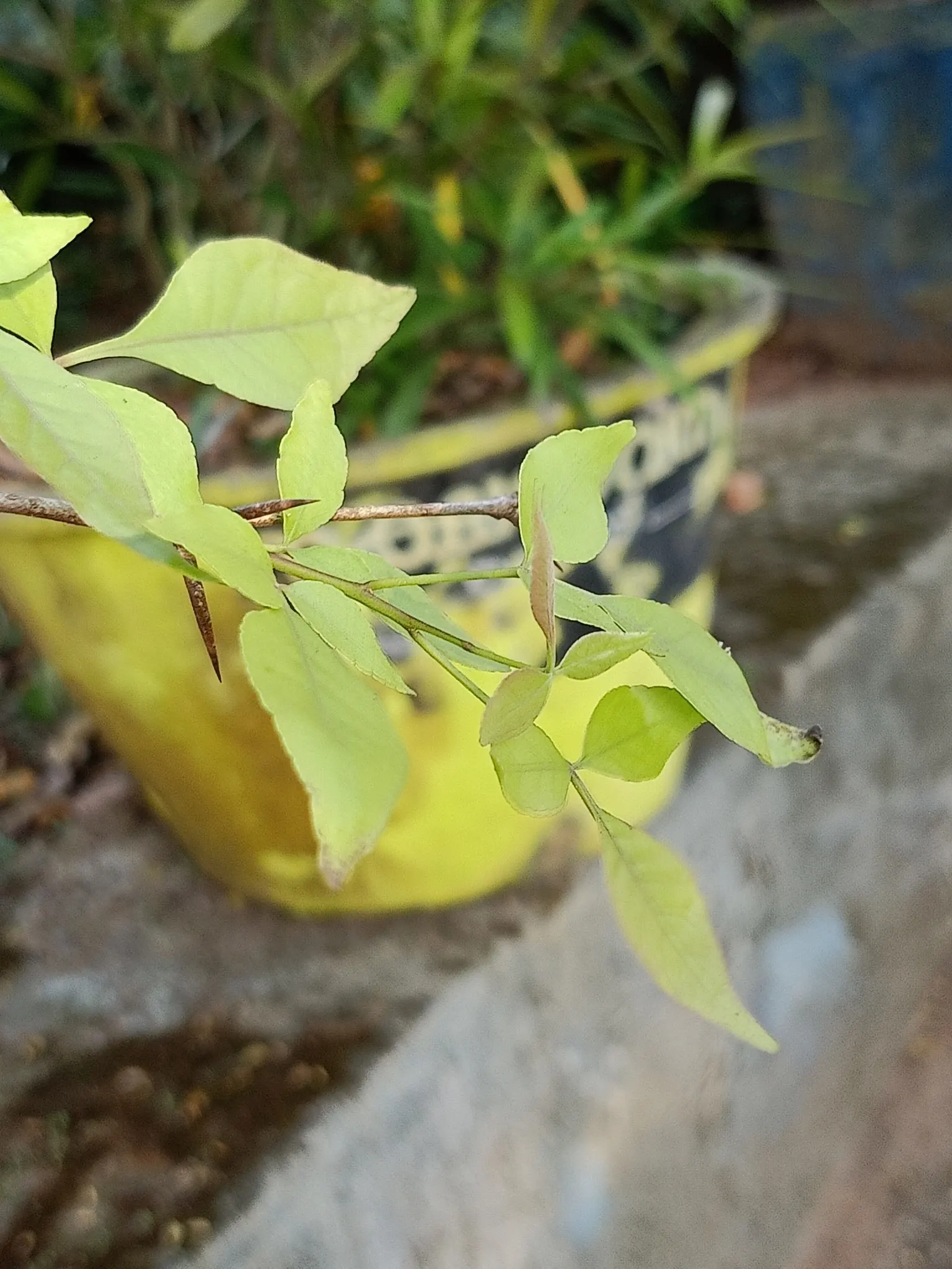 Bitter Orange (Citrus Aurantium) — Bitter Orange - Citrus aurantium<br><br>The Citrus aurantium; while not favored for fresh consumption