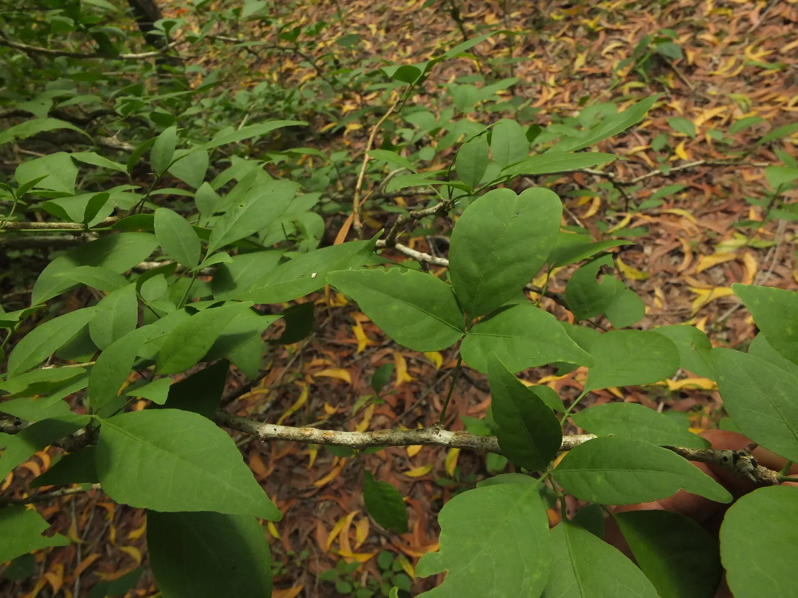 Bitter Orange (Citrus Aurantium) — It grows 8-15 feet tall with a similar spread; making it an excellent choice for shading or accentuating focal points within