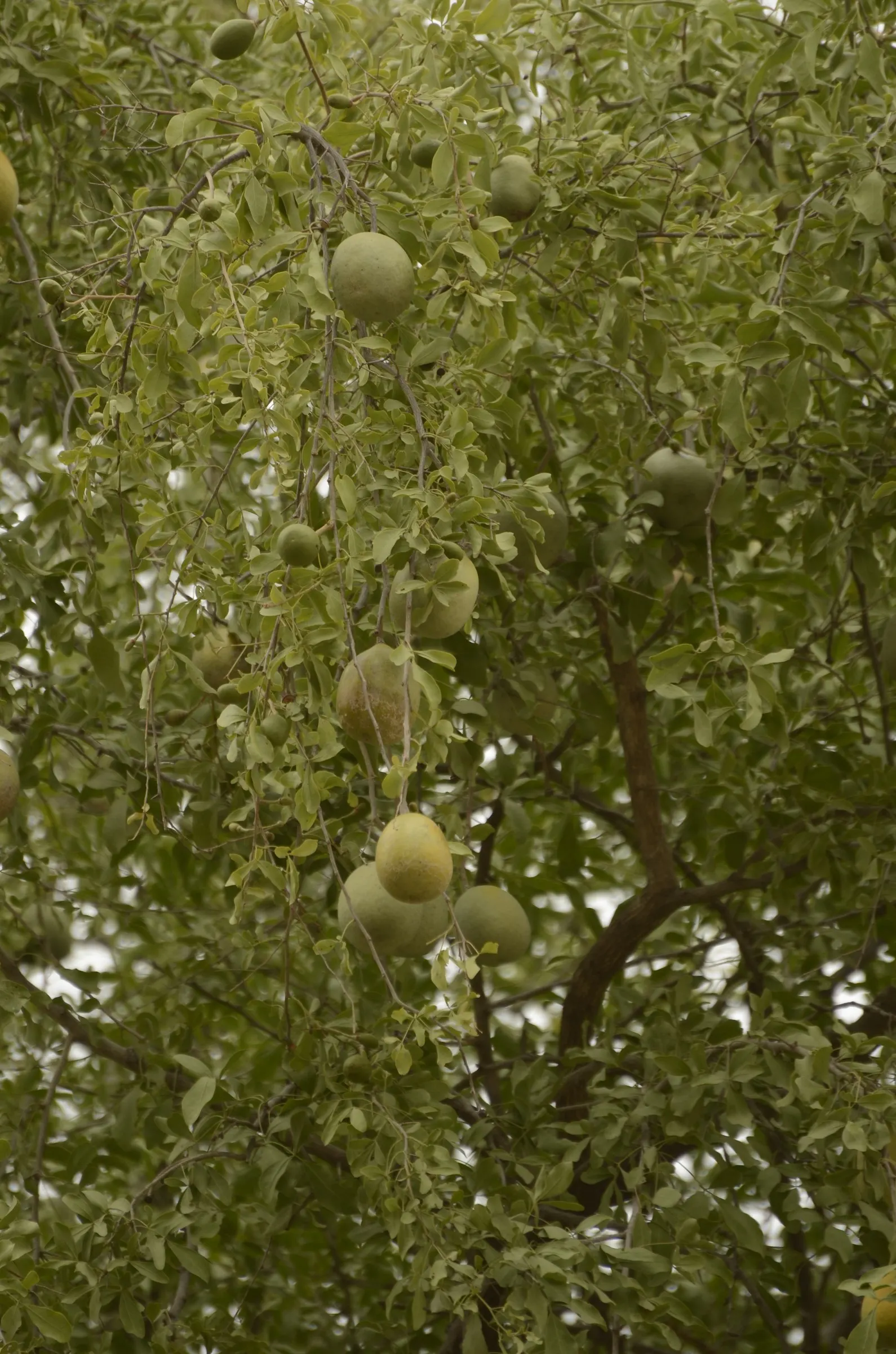 Bitter Orange (Citrus Aurantium) — which are oval-shaped with pointed tips; bitter Orange - Citrus aurantium<br><br>The Citrus aurantium