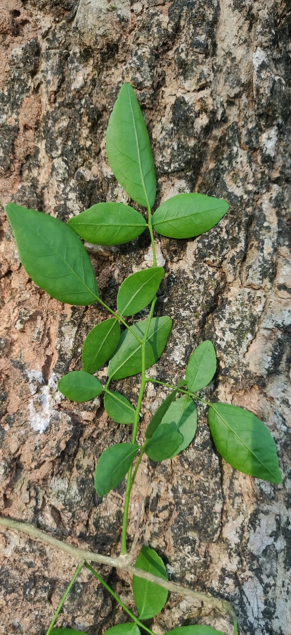 Bitter Orange (Citrus Aurantium) — white flowers in the garden; this evergreen tree typically reaches a height of 8 to 15 feet