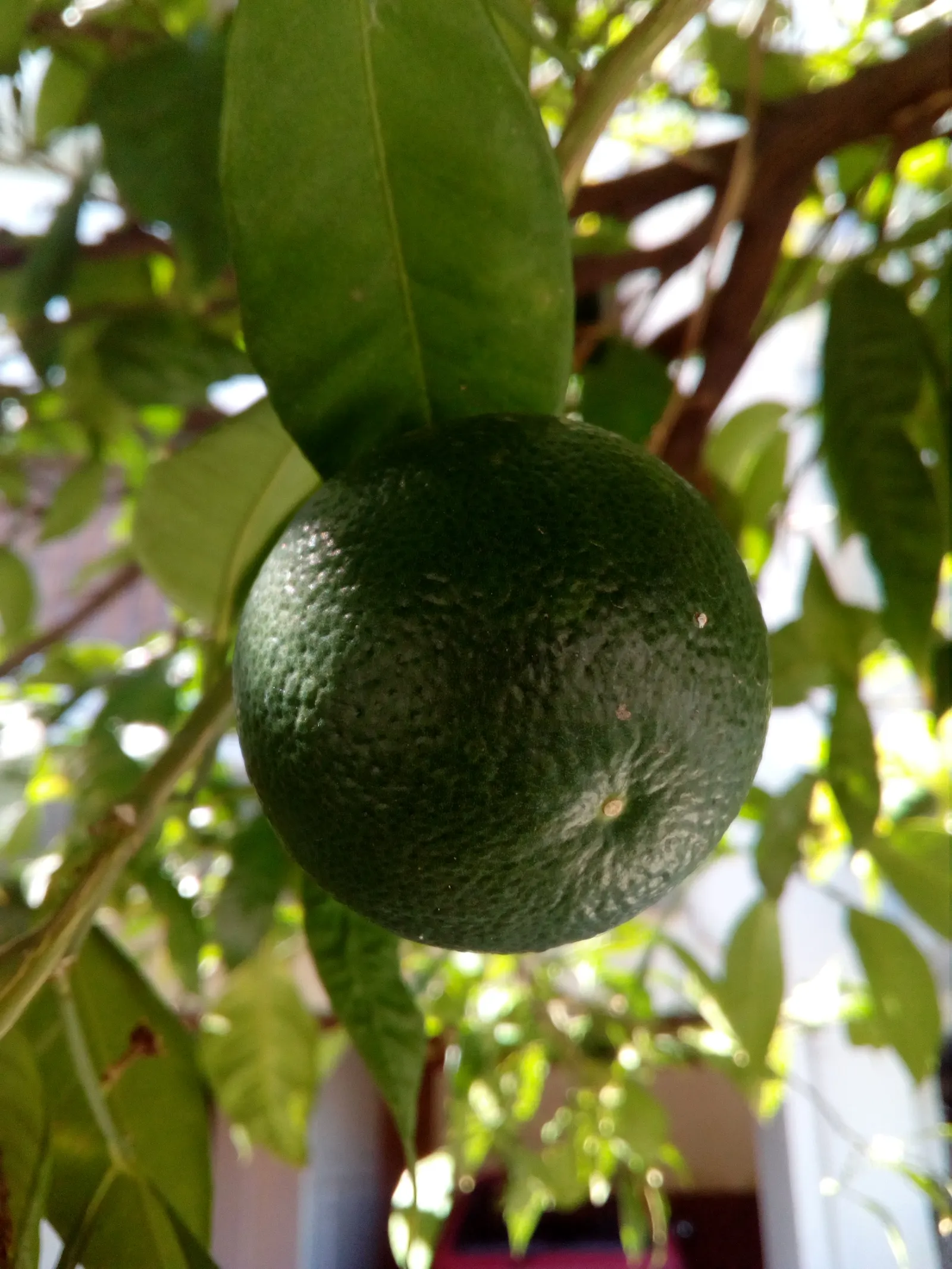 Bitter Orange (Citrus Aurantium) — It grows 8-15 feet tall with a similar spread