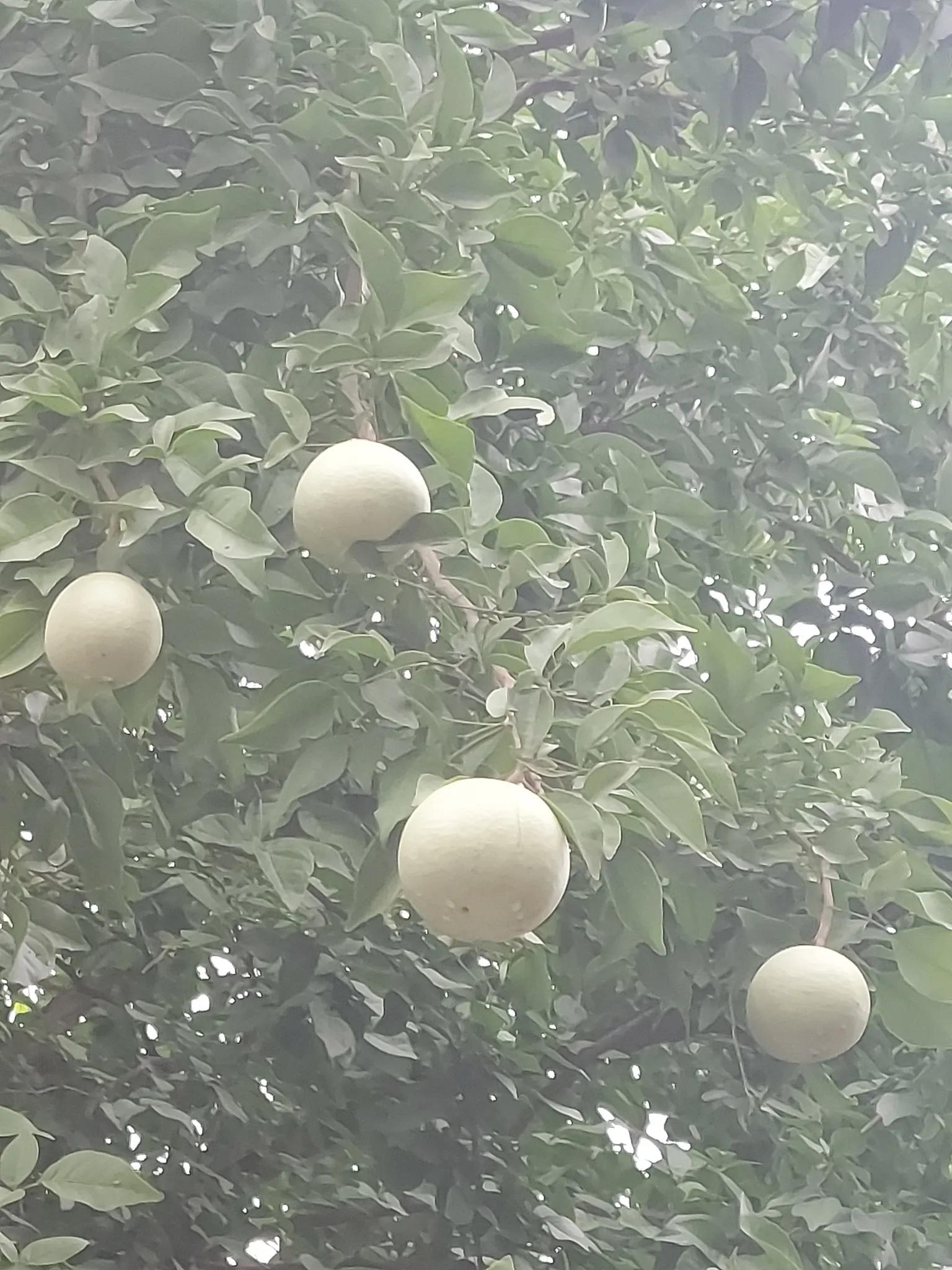 Bitter Orange (Citrus Aurantium) — tree with white blooms