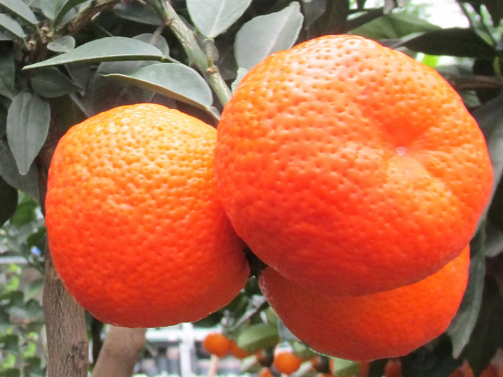 Bitter Orange (Citrus Aurantium) — It produces round, 2-3 inch diameter sour oranges valued for marmalades; white flowers in the garden